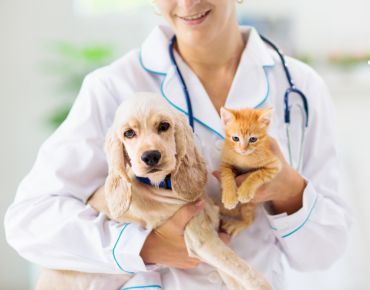 promocionate-humanes-veterinario